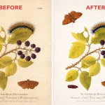 Antique botanical illustration restoration before and after Photoshop editing showing cleaned colors, repaired damage, and preserved vintage paper texture.
