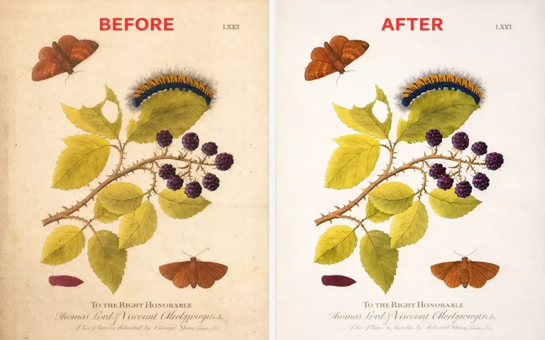 Antique botanical illustration restoration before and after Photoshop editing showing cleaned colors, repaired damage, and preserved vintage paper texture.