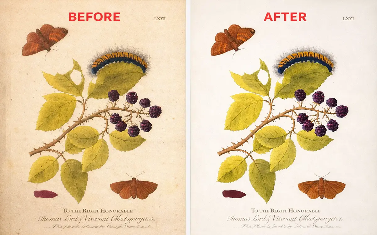 Antique botanical illustration restoration before and after Photoshop editing showing cleaned colors, repaired damage, and preserved vintage paper texture.