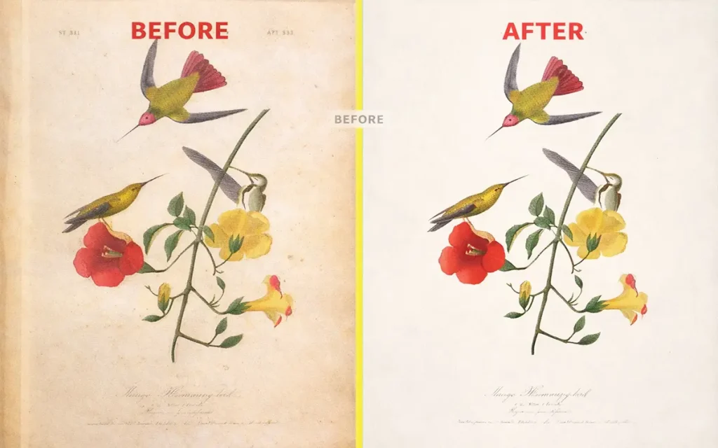Antique hummingbird botanical illustration restoration before and after Photoshop editing showing repaired damage, enhanced colors, and preserved vintage paper texture.
