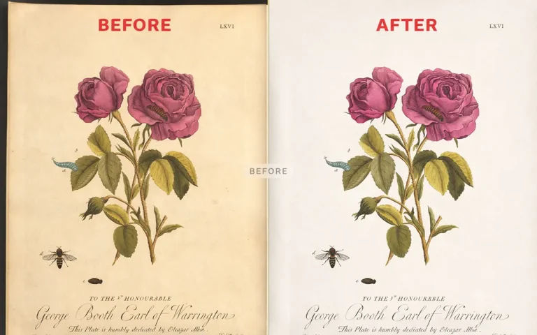 Antique rose botanical illustration restoration before and after Photoshop editing showing repaired paper damage, cleaned stains, and enhanced vintage colors.
